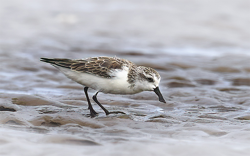 Spoon-billed Sandpiper at Go Cong (Tan Thanh beach), Southern Vietnam.